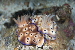 Nudi Love at Antilao, fantastic dive sites, D300, 105VR, ... by Larry Polster 